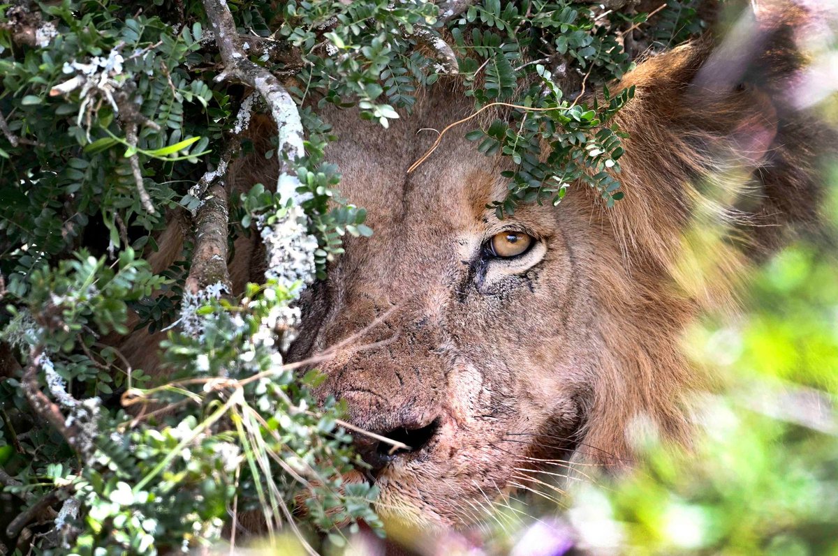 SANParks's tweet image. 📸 Anne Laing 📍 #AddoElephantNationalPark #LiveYourWild #WildBackyard #lion #lions #warthog #nature #wildlife #wildlifephotography