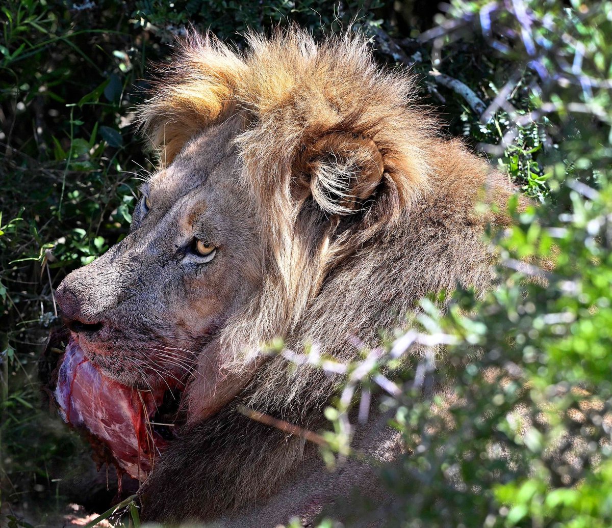 SANParks's tweet image. 📸 Anne Laing 📍 #AddoElephantNationalPark #LiveYourWild #WildBackyard #lion #lions #warthog #nature #wildlife #wildlifephotography