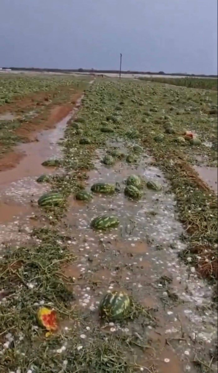 Davhaga1818's tweet image. Farmer Loses Entire  Watermelon Harvest After Brutal Hailstorm 😭😭😭😭