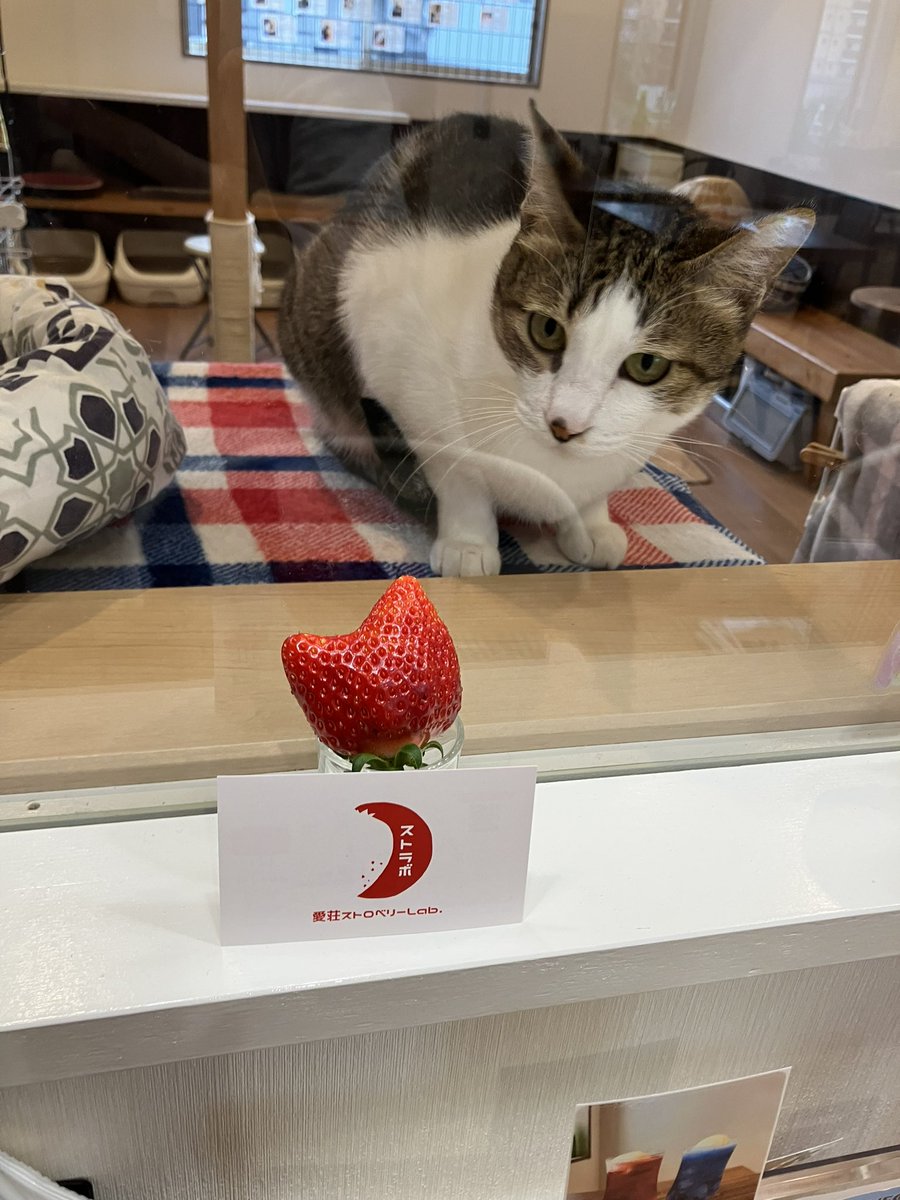 愛荘ストロベリーLab.さんから 今年も猫型いちごの差し入れをいただき