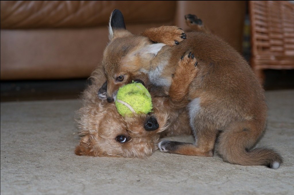 A bundle of ginger happiness. Maddy playing with Rosie when she was a cub. Next time you see a hunt, remember dogs and foxes can feel the same emotions, joy, happiness, fear and terror. They also experience pain and suffering the same.
