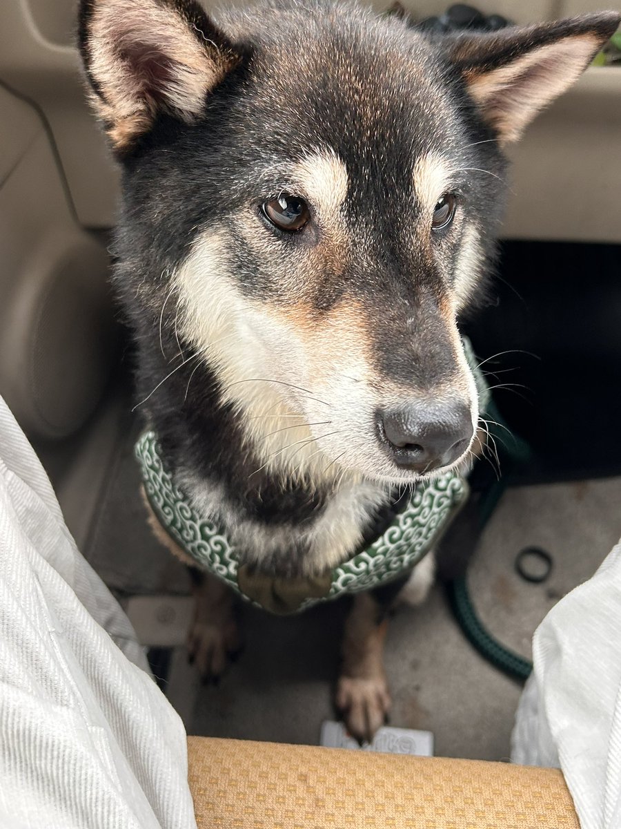 kiyo_yoon's tweet image. とってもとっても可愛い柴ちゃんです😢
どうか探している飼い主さんがいますように