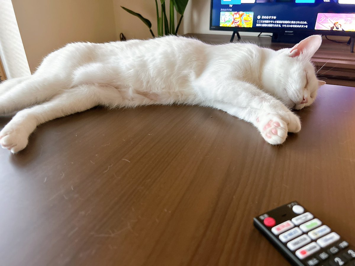 ーーーー　NANA猫⿴nananeko666  ーーーー NANA猫⿴nananeko666様