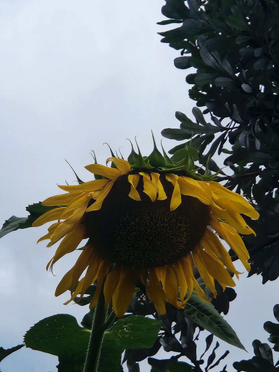 sunflow15685280's tweet image. This is me feeling a lil melancholic of late ...  happy puppy 🐶 pics 📸 would be welcomed 🙏☺️🌻