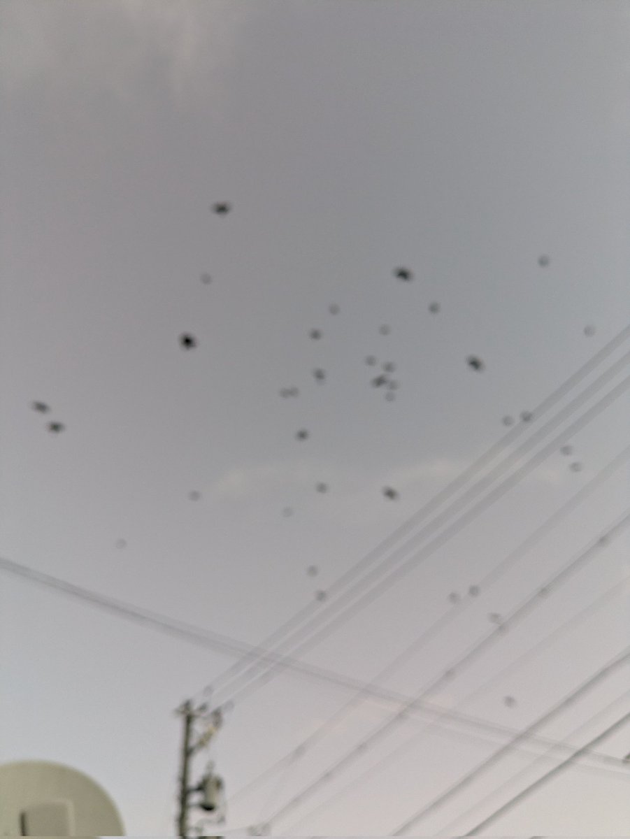 カラスがやべえ