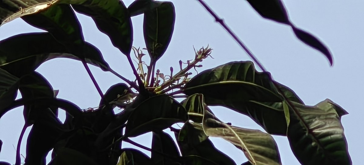shetty_athreya's tweet image. #Mango Season 2026 has begun!

First Panicles have begun to emerge right on cue 🤗

Hoping for another great #Alphonso year 🥭

#OrganicHorticulture