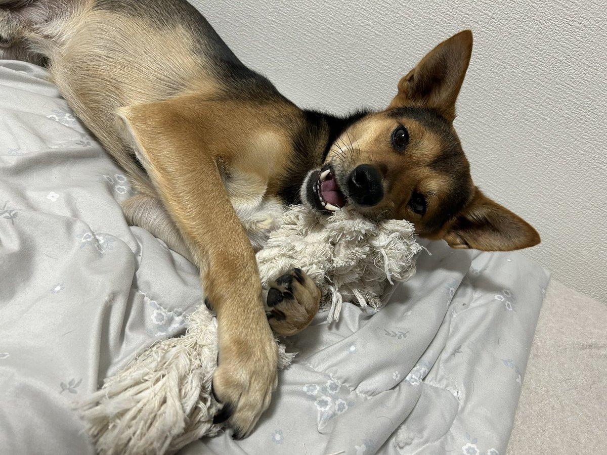 marontyu_'s tweet photo. 紐ガジガジ
 #犬のいる暮らし  #犬好きさんと繋がりたい https://t.co/7Jtfmdrsg9