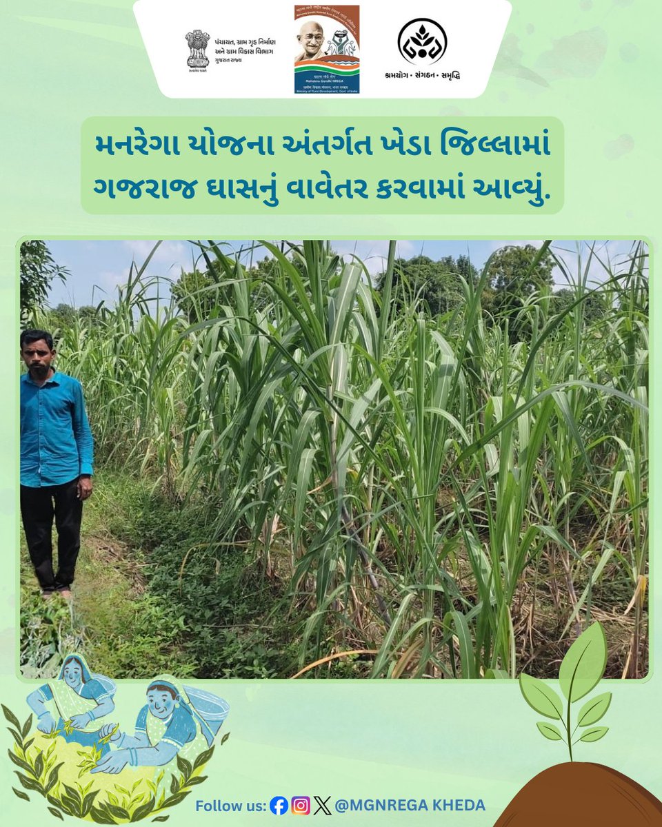KhedaDrda's tweet image. મનરેગા યોજના અંતર્ગત ખેડા જિલ્લામાં ગજરાજ ઘાસનું વાવેતર કરવામાં આવ્યું. #MNREGA #RuralDevelopment #KhedaDistrict #GrassPlantation #GajarajGrass