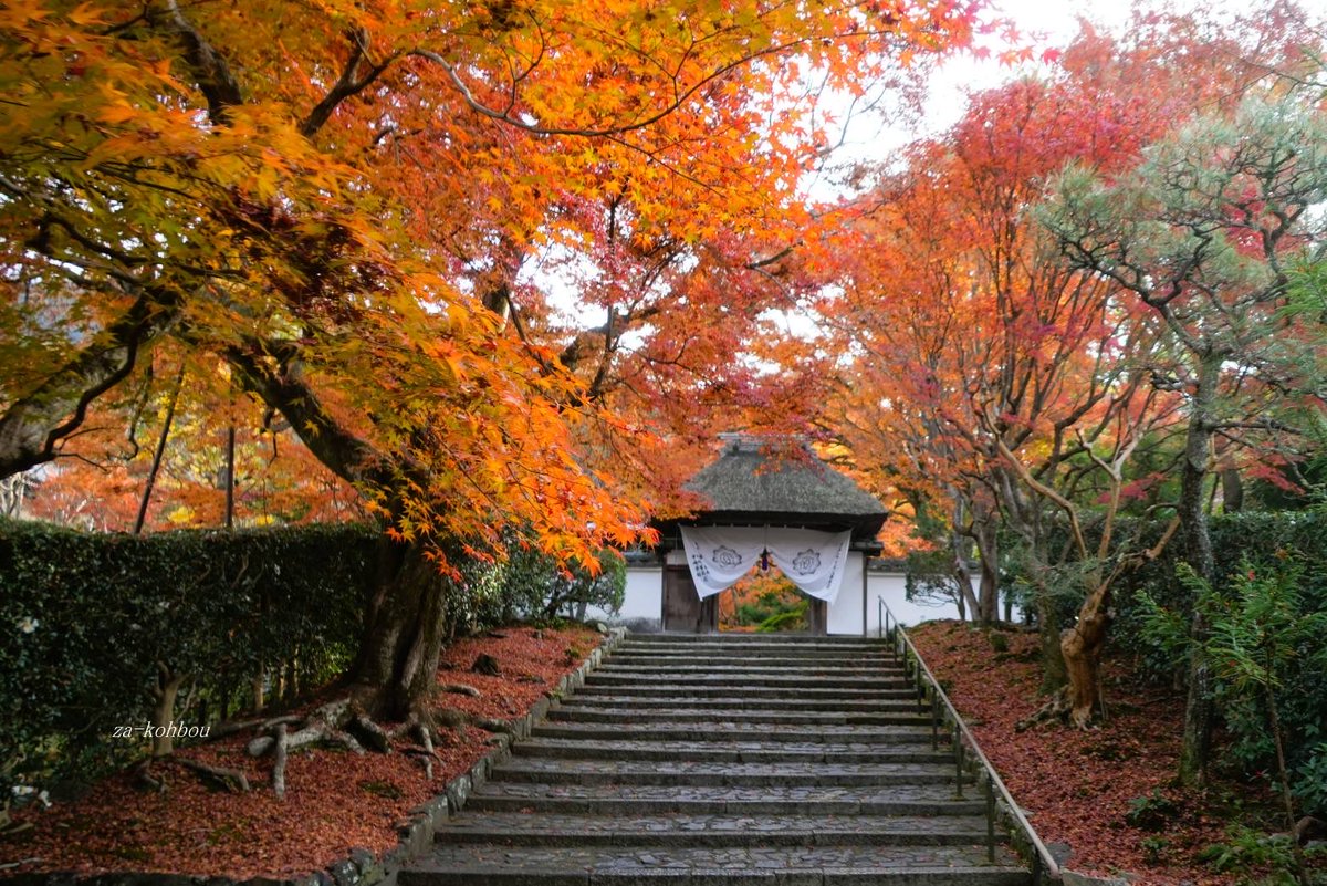 12/3 紅葉の様子。安楽寺