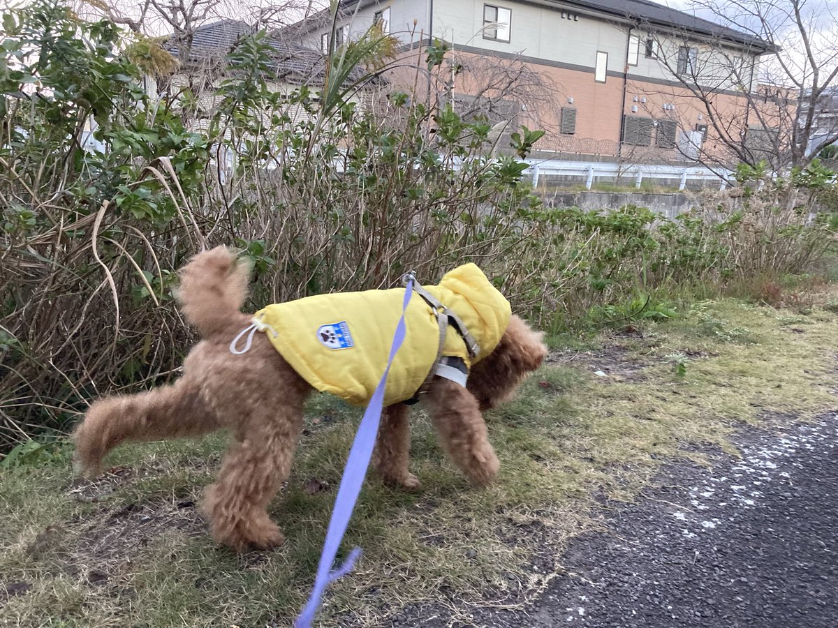 udonkuaaina's tweet image. 北風小僧のチョコおんちゃん🐶
#hideand