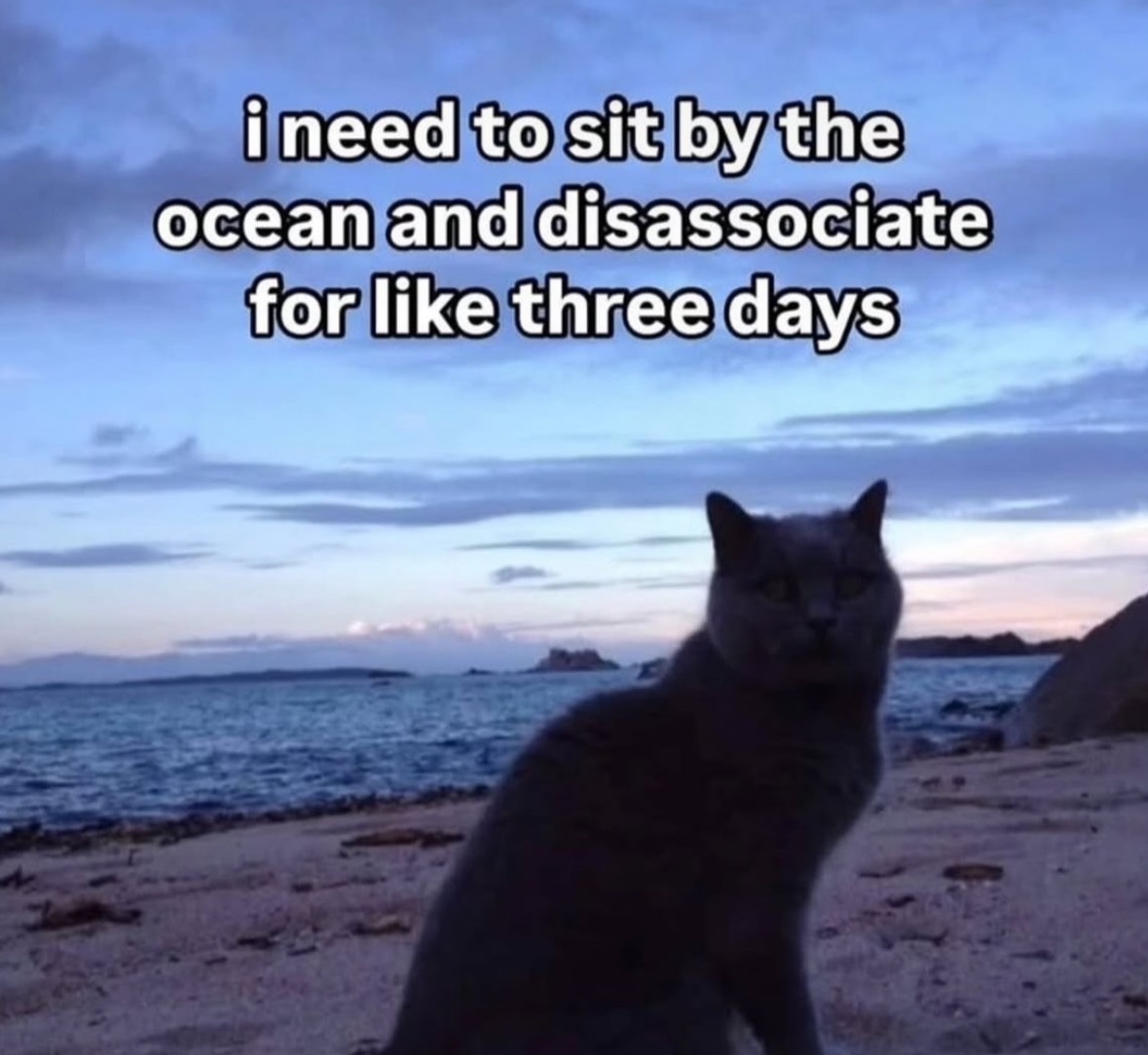 RespectfulMemes's tweet image. 