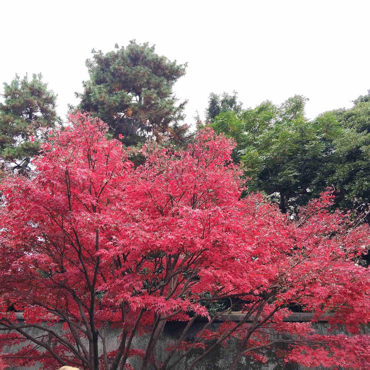 2126tuku's tweet image. ブログ更新「紅葉散歩　#皇居乾通り　一般公開　へ～🍁 」→plaza.rakuten.co.jp/canina98/diary… #r_blog 

美しい皇居の佇まいと紅葉の美しさに心癒され、美味しいスイーツにはお腹を癒されました^^

#文明堂　銀座店奥のステンドグラスの美しさにも驚愕😲