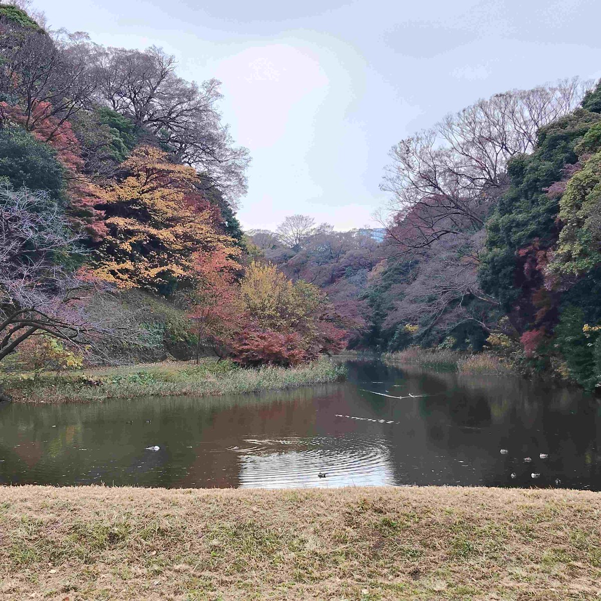 2126tuku's tweet image. ブログ更新「紅葉散歩　#皇居乾通り　一般公開　へ～🍁 」→plaza.rakuten.co.jp/canina98/diary… #r_blog 

美しい皇居の佇まいと紅葉の美しさに心癒され、美味しいスイーツにはお腹を癒されました^^

#文明堂　銀座店奥のステンドグラスの美しさにも驚愕😲
