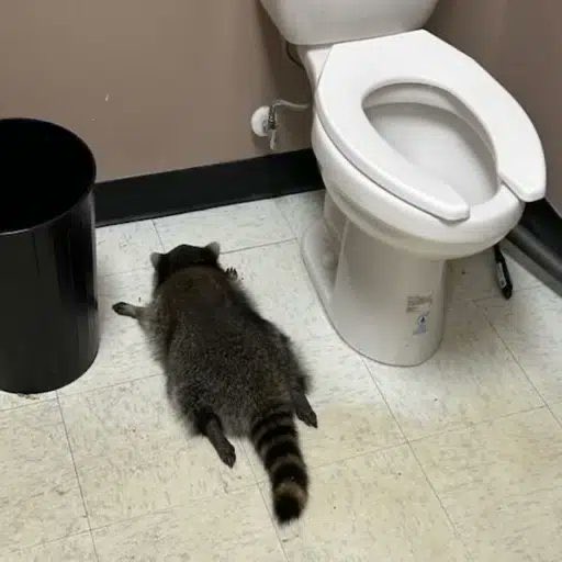 rapikachu_'s tweet photo. @Yennii56 $cole get some @Yennii56 He is the famous drunk raccoon! https://t.co/7NGPrZvaFR