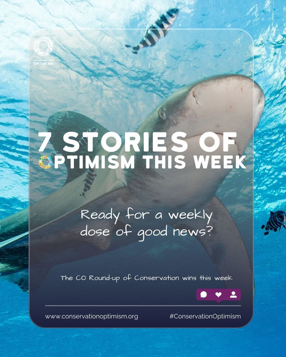 ConservationOptimism tweet media