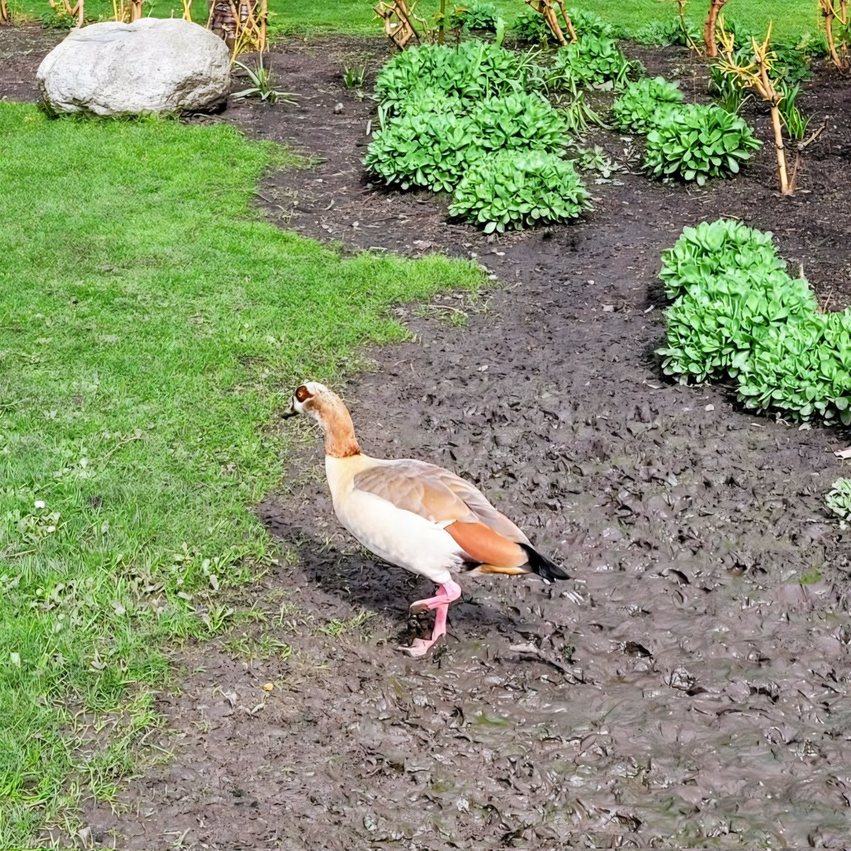 <a href="/DailyPicTheme2/">Daily Picture Theme</a> An Egyptian #goose in Regent's Park
#DailyPictureTheme