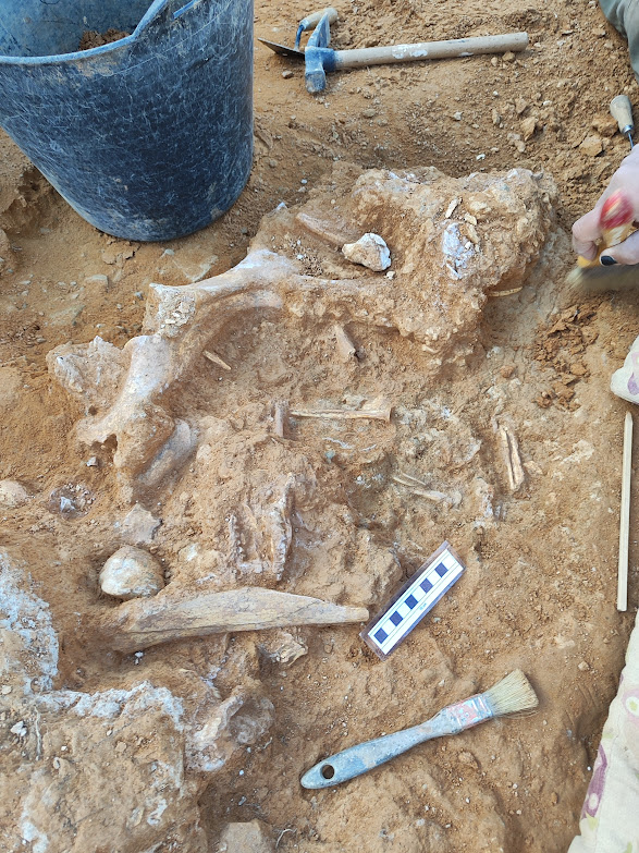 Fundación Dinópolis tweet media