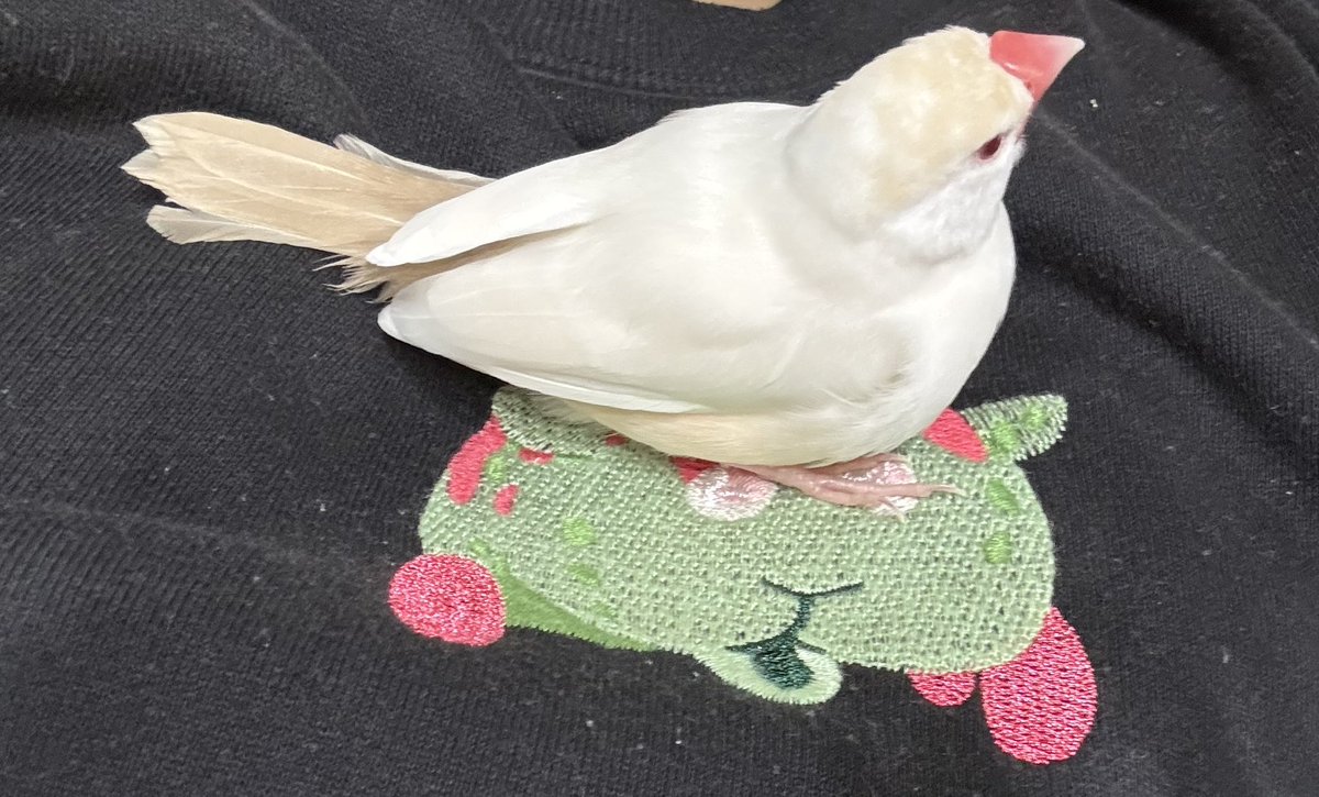 ⌘ゆきんこ⌘】 ⌘ゆきんこ⌘】 ゆきんこ (@xyukixnkox) / X