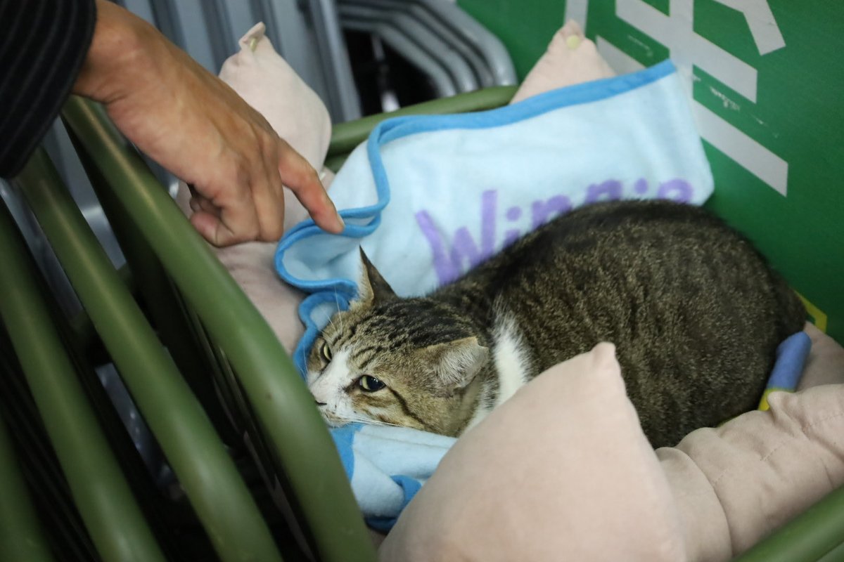 今日のねこちゃん🐈