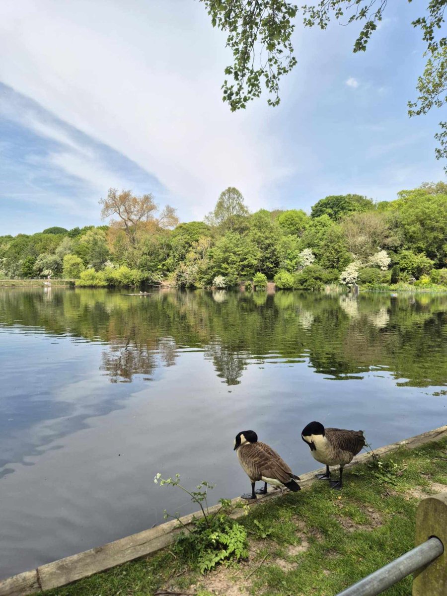 <a href="/DailyPicTheme2/">Daily Picture Theme</a> #goose Canadian Geese.