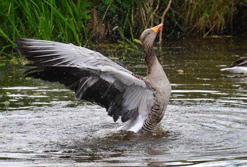 <a href="/DailyPicTheme2/">Daily Picture Theme</a> #DailyPictureTheme #Goose