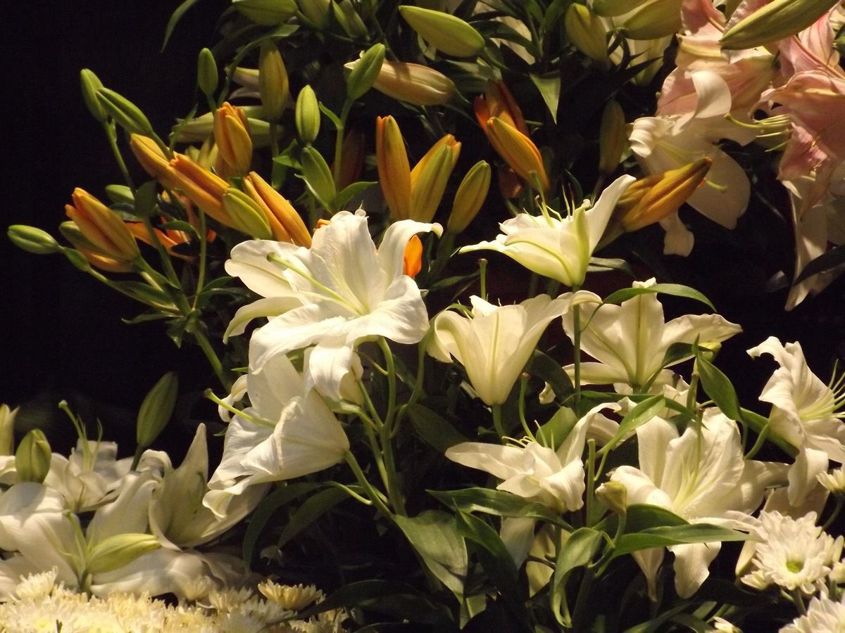 prtygal777's tweet image. Lilies