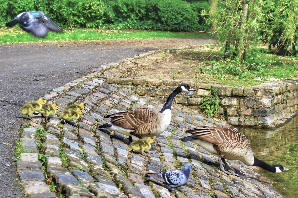<a href="/DailyPicTheme2/">Daily Picture Theme</a> A #Goose family excursion at a Teesside park with Mr &amp; Mrs Goose taking their brood for a swim, under the watchful eye of a shore based pigeon acting as a Marshall and another employed as aerial reconnaissance overhead the family. #DailyPictureTheme