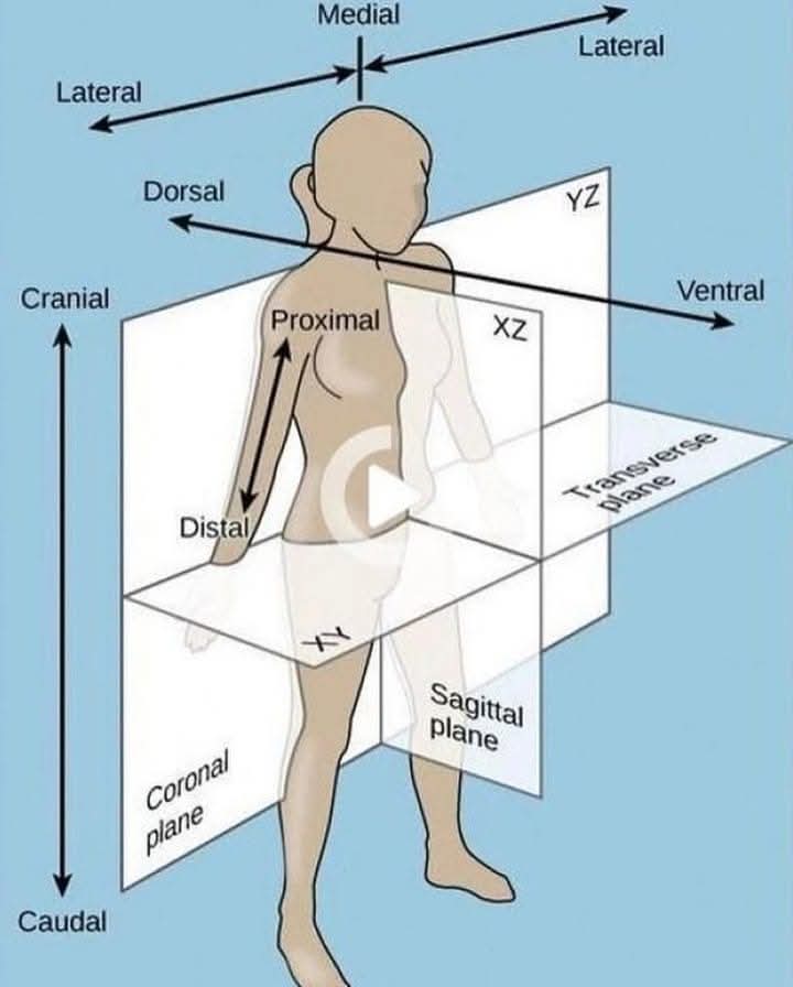 theORglobal's tweet photo. Anatomical Planes &amp; Body Directions
.
.
.
~ Knowlege3dart
#anatomy
.
.
𝐉𝐨𝐢𝐧 𝐎𝐮𝐫  𝐆𝐥𝐨𝐛𝐚𝐥 𝐂𝐨𝐦𝐦𝐮𝐧𝐢𝐭𝐲!
The Operating Room Global (TORG)
Learn More;
https://t.co/4Ch6HwQ4fK

#TORG #theoperatingroomglobal #operatingroomissues https://t.co/7nFr7YI6Jf