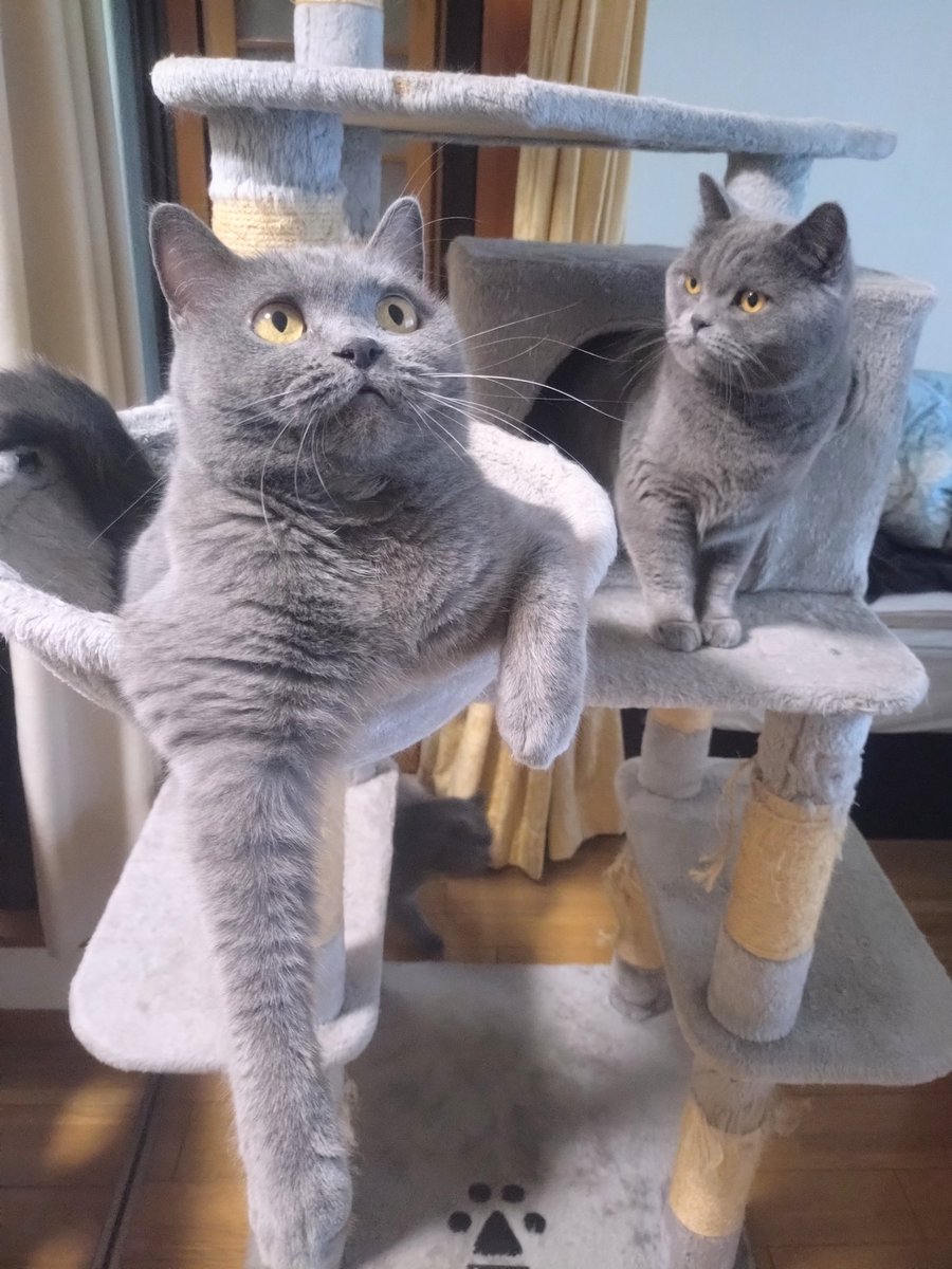 可愛い猫達 かわいい猫ちゃん達🐾