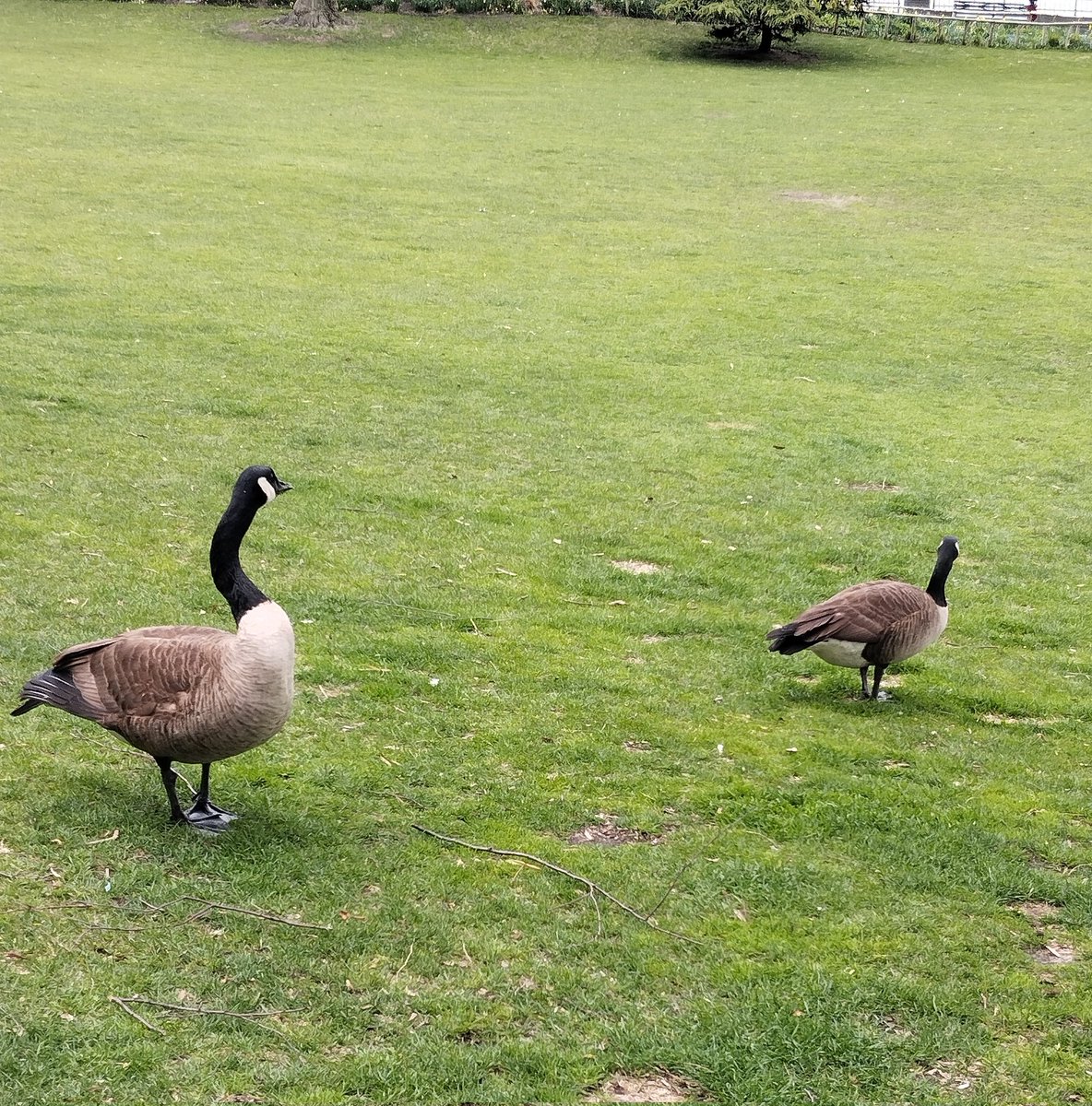 <a href="/DailyPicTheme2/">Daily Picture Theme</a> Kept my distance from those two in Battery park; am terrified of domestic birds 😬🤷#Goose #DailyPictureTheme