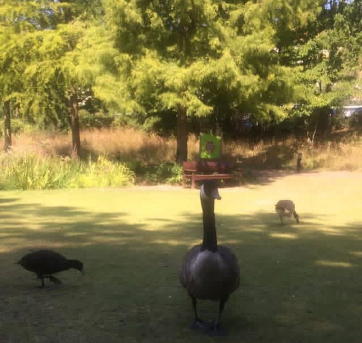 <a href="/DailyPicTheme2/">Daily Picture Theme</a> #DailyPictureTheme #Goose