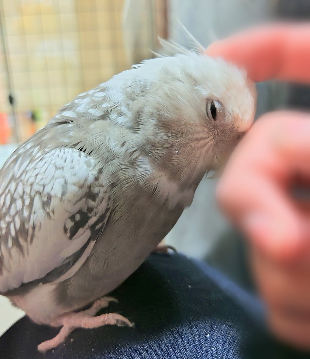 モカちゃん寂しかったのかな?😅🐦️

#オカメインコ
#インコ
#ただいま
#お留守番