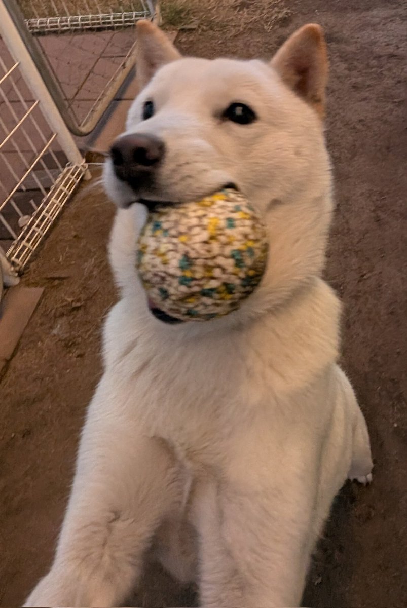 北海道犬 みっちゃん (@HdnOYpsK34Hd9gB) / Posts / X