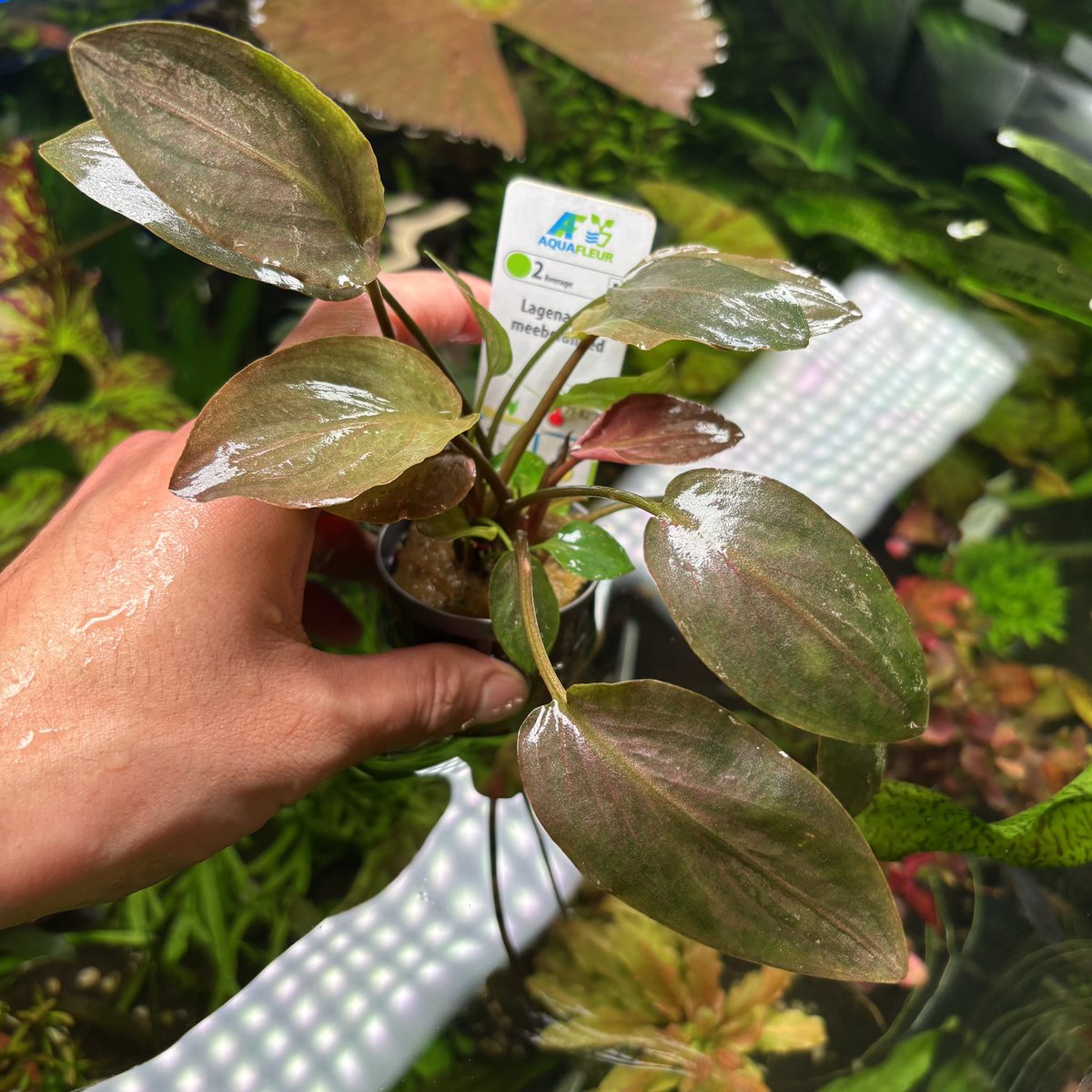 Aquatic plants Red Triangle Taro