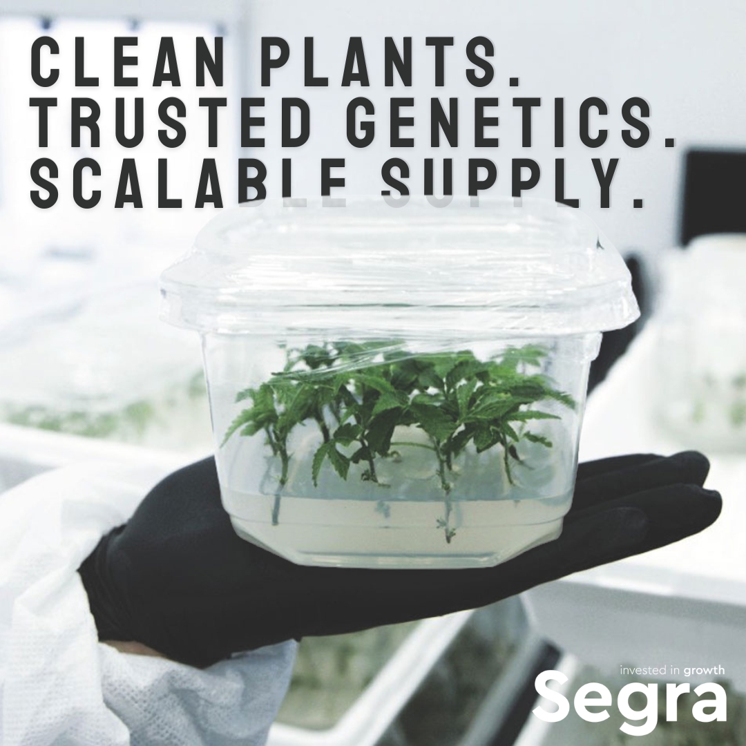 As markets tighten &amp; regulations evolve, cultivators are leaning on partners who can deliver consistency, traceability &amp; reliability at scale.

Clean starting material remains the foundation of long-term cultivation success.
Visit Segra-intl.com