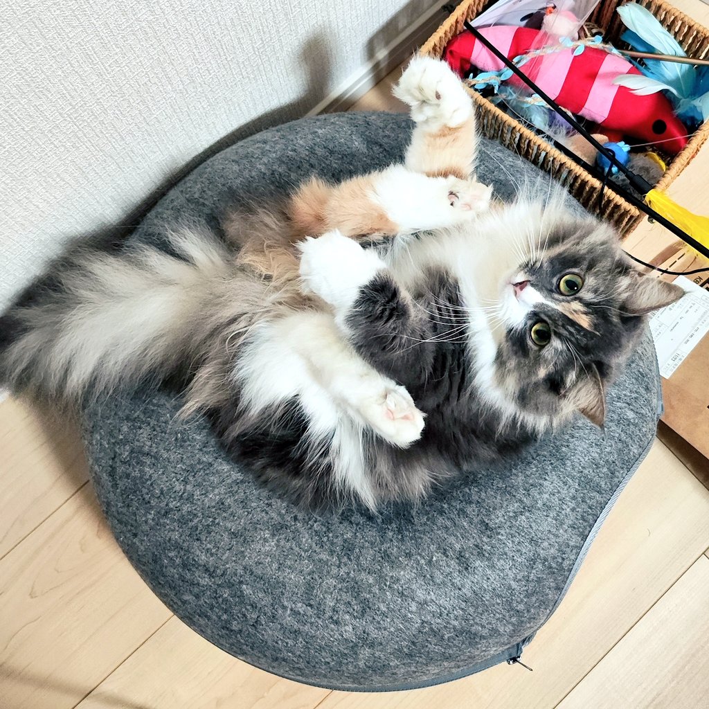 なんかめっちゃかわいいの撮れた💕

さて、少し練習して寝よZzz...