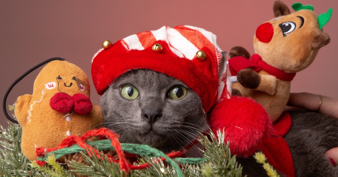 models_direct's tweet image. Lovely Christmas image from our pet model -  Little Man

#modelsdirect #petmodelling #images #portfolioupdates #bookamodel #images #modellingagency