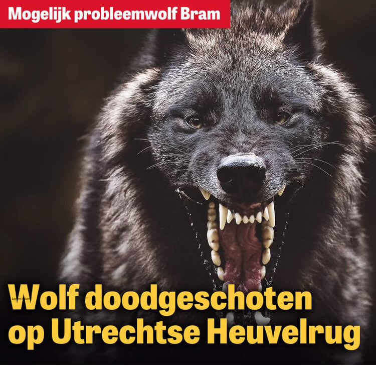 Is <a href="/telegraaf/">De Telegraaf</a> gebeld door <a href="/BoerBurgerB/">BBB BoerBurgerBeweging 🍀🍀🍀</a> ? Hadden normale foto van een wolf bij het bericht, maar nu vervangen voor deze angstaanjagende foto. Waarom?