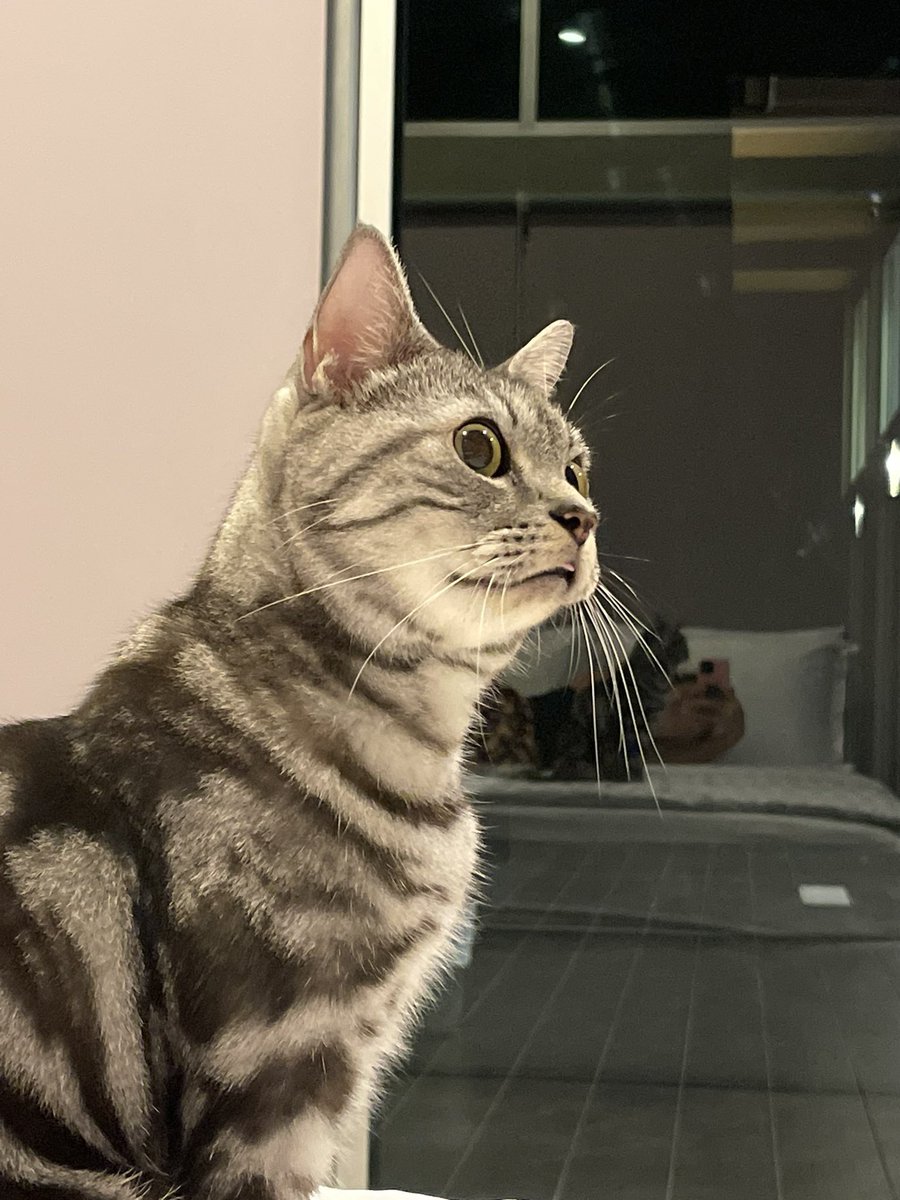 HermioNu_Nu's tweet image. เขาบอกว่าแมวเหมือนเจ้าของ นี่ว่าเป็นเรื่องจริงนะ 🐈🐈‍⬛

ZEENUNEW AT DG CAFFE 

#DGCaffexZeeNuNew
#DolceGabbana
#NuNew @CwrNew