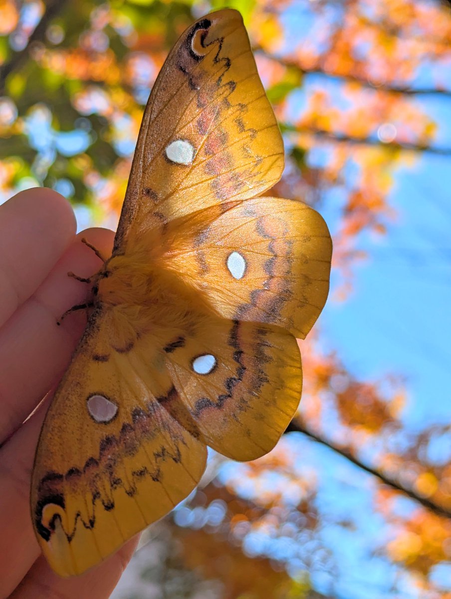Kibanekichi's tweet image. 先週の土曜日、僕のフィールドに来ていただいて一緒ウスタビガを観察しました！
この日に限って大量のウスタビが見れました😱
とても楽しい一日でした!
ありがとうございます🙇