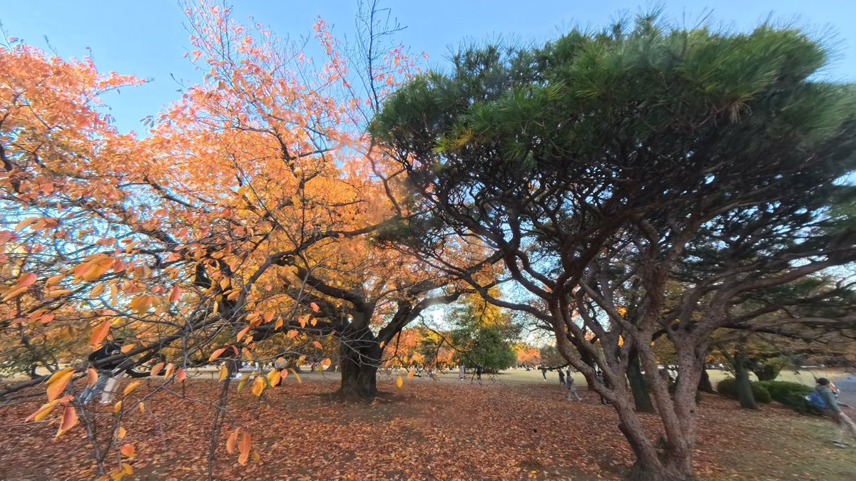 totyzo_desuyo_'s tweet image. 🍁 Shinjuku Gyoen, Tokyo

A peaceful escape right in the heart of the city. Shinjuku Gyoen blends Japanese, English, and French garden styles, making it perfect for slow walks and seasonal colors. The red and yellow leaves turn the whole park into a calm, photogenic oasis.