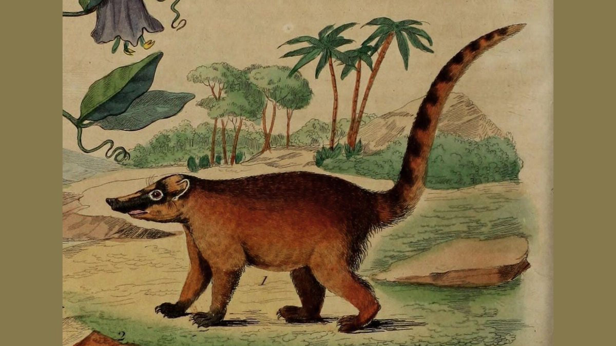 BioDivLibrary's tweet image. Happy #WorldCoatiDay! This coati is from &quot;Dictionnaire pittoresque d&apos;histoire naturelle et des phénomènes de la nature&quot; (1833-1840), digitised for BHL by @NHM_London. biodiversitylibrary.org/page/35962483 🧪 📖 🌎 #Coatimundi #ILoveBHL