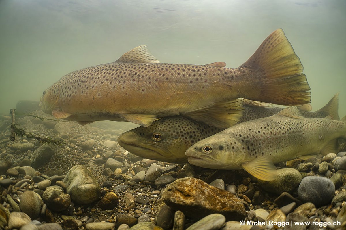 michelroggo's tweet photo. These days in the Swiss Sarine river, it is the spawning season for Brown trout: two large males are fighting for a place at the lady's side. After more than 40 years of underwater photography, this is my first really good picture of Brown trout. Perseverance pays off eventually. https://t.co/YOx3j5AvLk