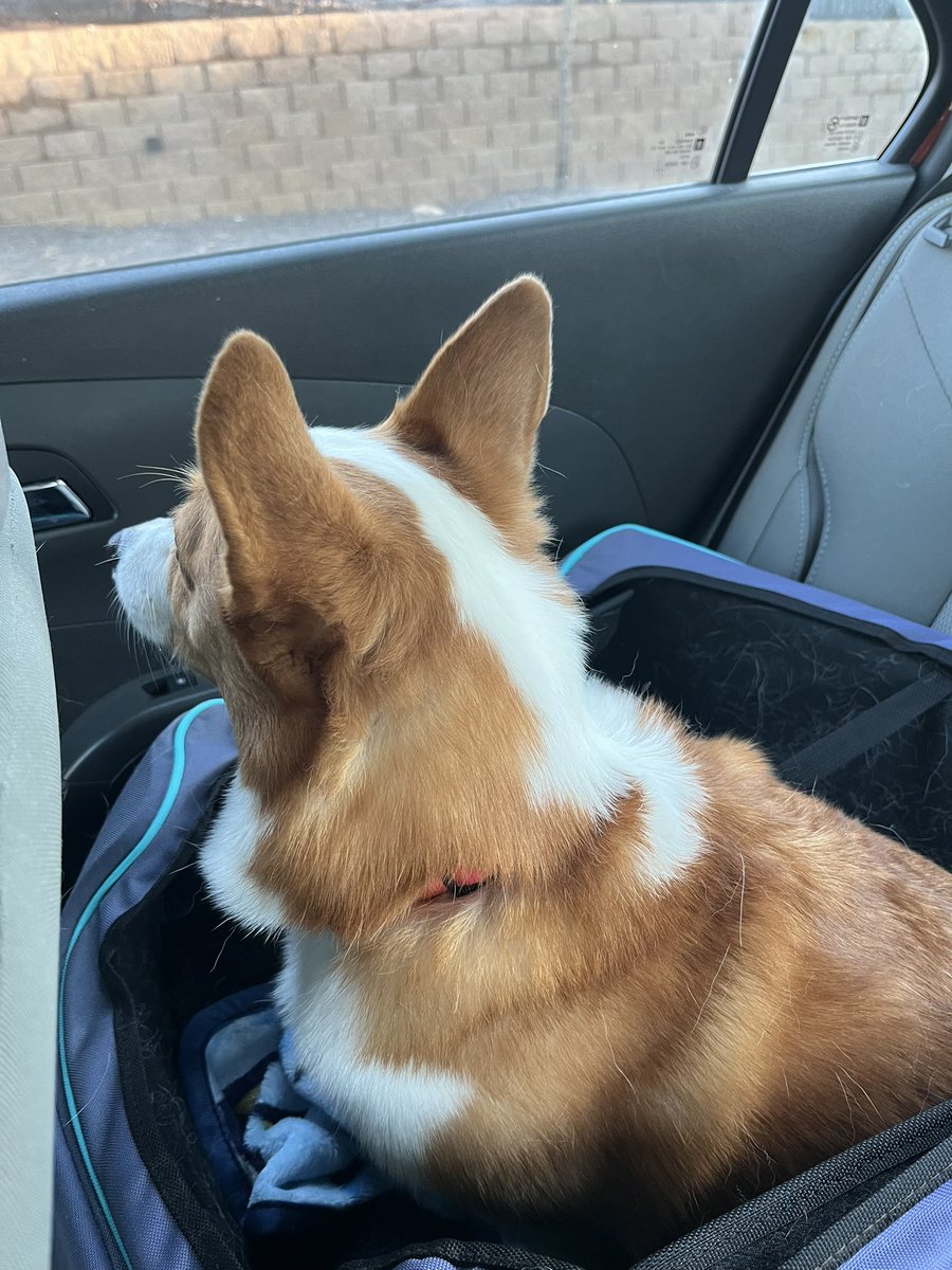 🎀🐶Muffin🐶🎀 tweet media