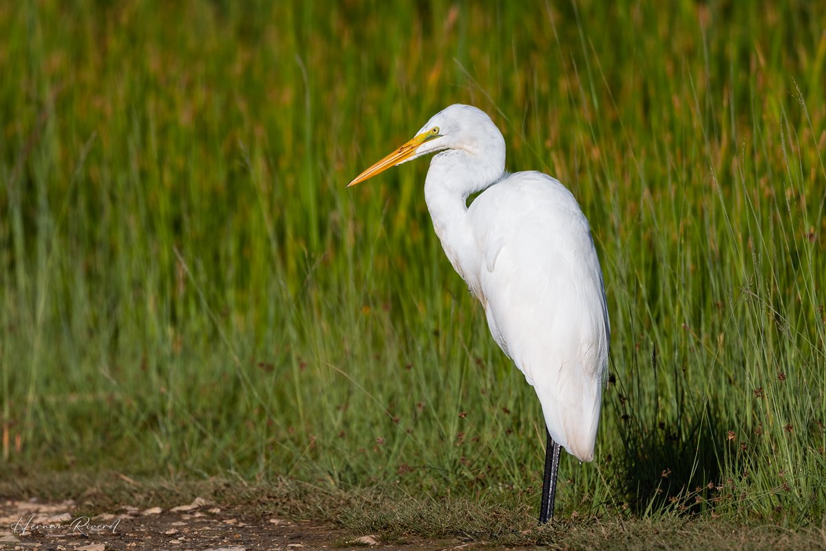 #WaderWednesday &amp; #BirdsSeenIn2025
Great Egret (Ardea alba) foraging in the neighbourhood
Ladyville, Belize
#BirdsOfBelize  #birds #birdwatcher #BirdsOfX #birdsoftwitter