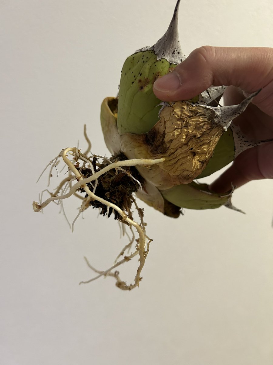 発根してたー、早速植替え！ #アガベ #オアハカ