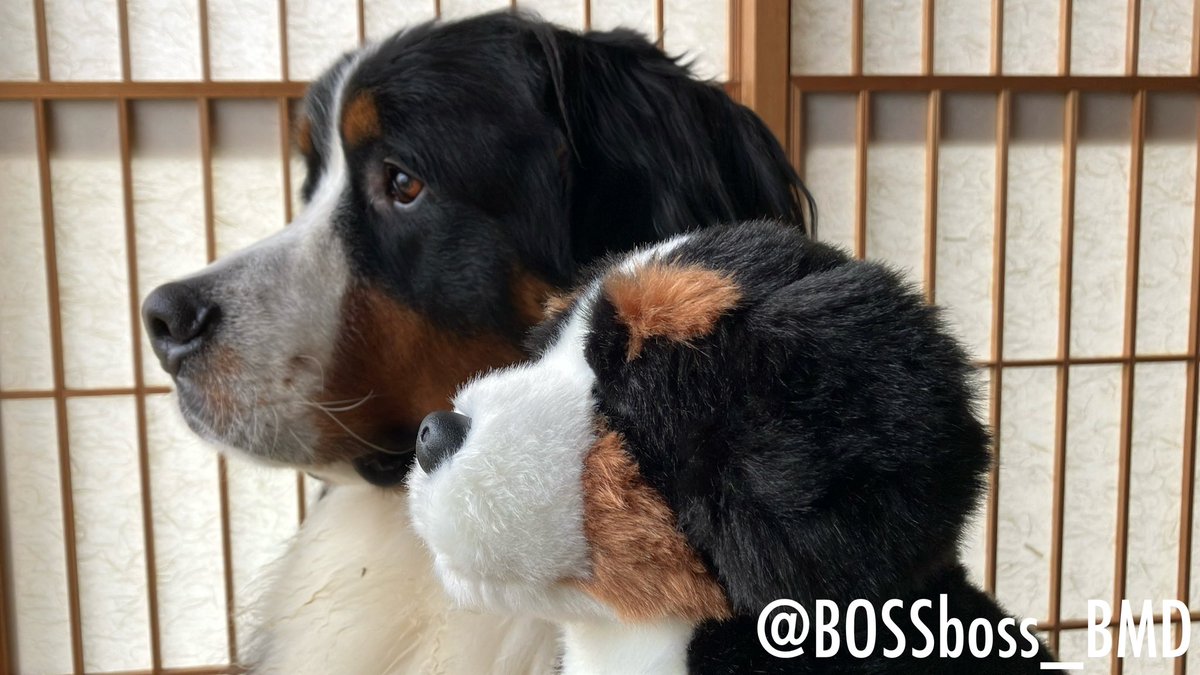 バーニーズ大好きな母にプレゼントしたぬいぐるみ🧸 #バーニーズ