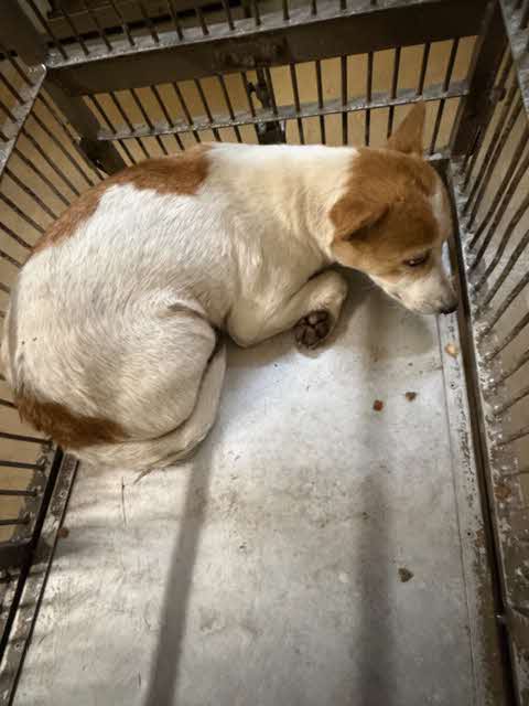 siba4884's tweet image. 🆘️保健所収容情報です｡

松江市保健所に収容されているメスの雑種犬になります。皆さまのご協力宜しくお願い致します。 
pref.shimane.lg.jp/infra/nature/a…