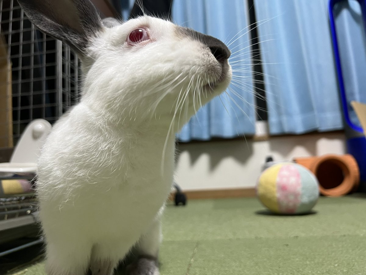 部屋んぽの時間！
#うさぎ
#ヒマラヤン
#ヒマ日記　529日目