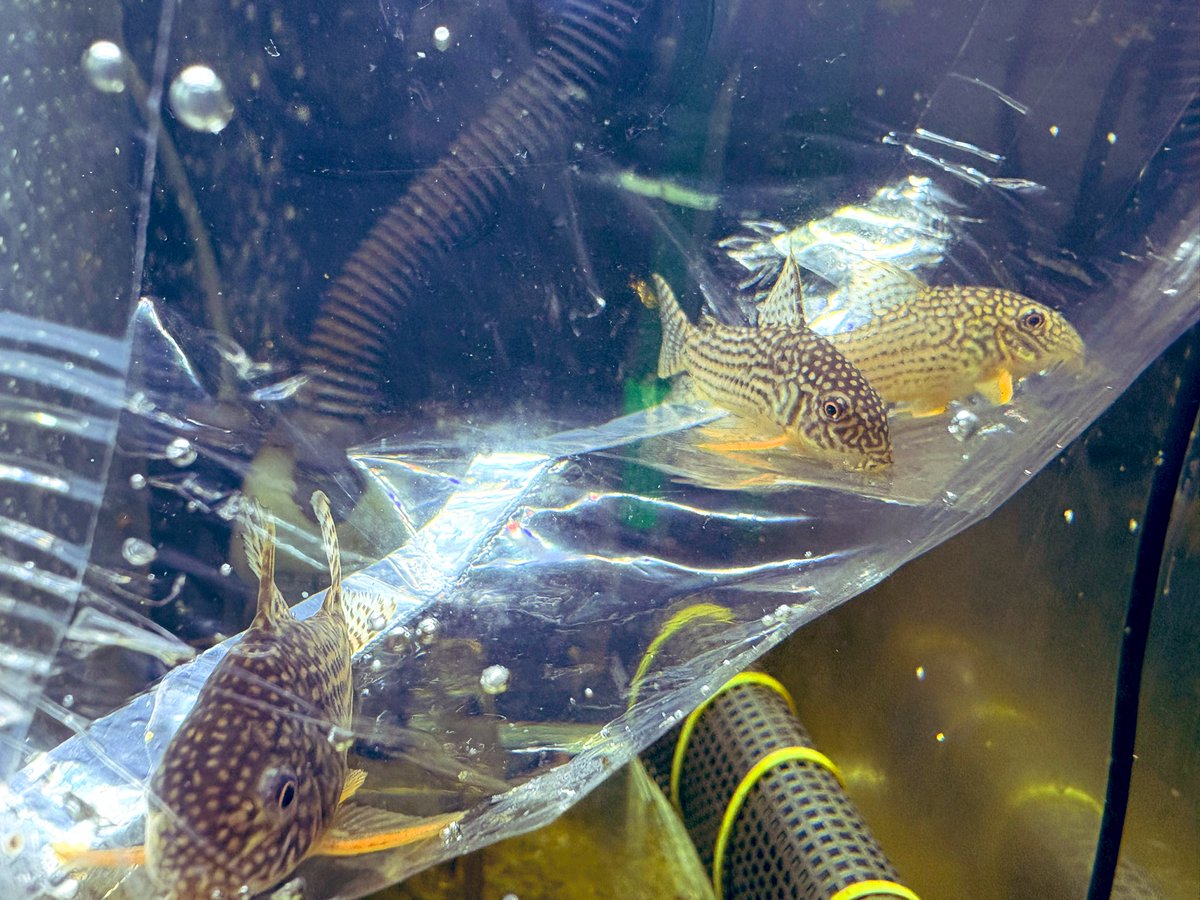 たけとら🦭 (@t_a_k_e_t_o_r_a) / Posts / X